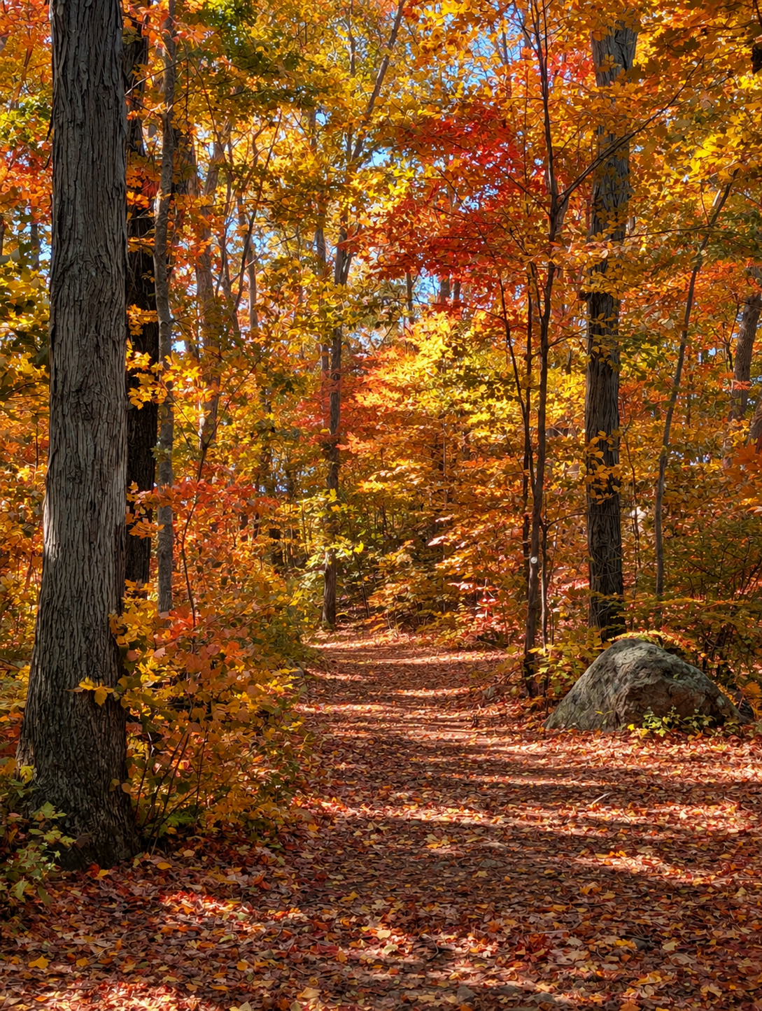 Walk & Shoot Golden Hour Session at Jarvis Creek Farm | Monday 11.5.26 from 3:45-4:45PM